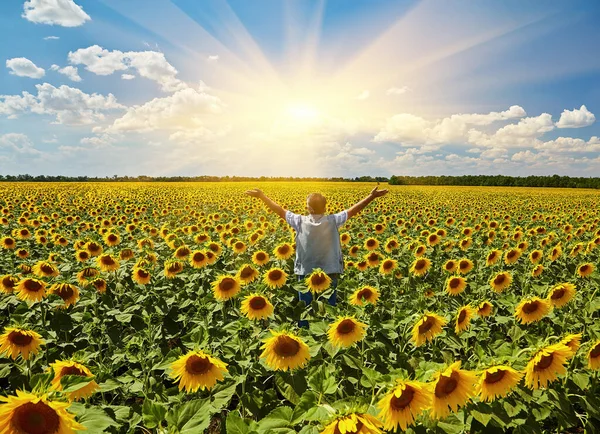 Boer Permanent Een Zonnebloem Veld Kijken Naar Het Gewas — Stockfoto