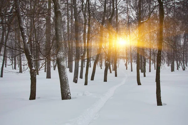 Vinter Skog Snö Snötäckt Tallskog Snötäckta Träd Vackert Vinterlandskap Natur — Stockfoto