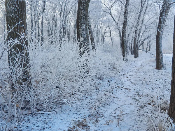 Gün Batımının Güzel Kış Parkı Gökyüzü Ağaçlar — Stok fotoğraf