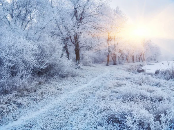 Schöner Winterpark Mit Sonnenuntergang Farben Himmel Und Bäume — Stockfoto