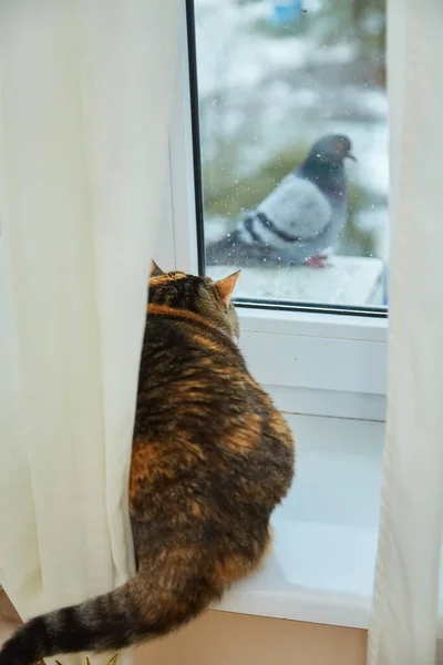 Eine Flauschige Katze Und Eine Blaue Taube Schauen Sich Durch — Stockfoto