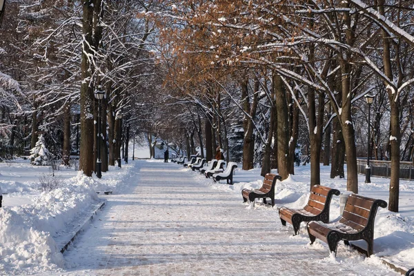 공원에 눈덮인 — 스톡 사진