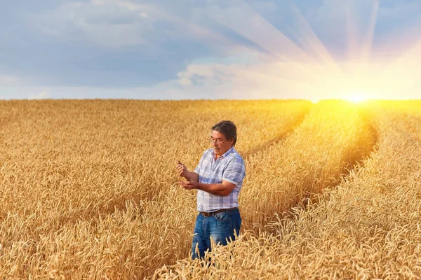 Tevreden Volwassen Boer Raakt Met Zorg Zijn Rijpe Tarweveld Voor — Stockfoto