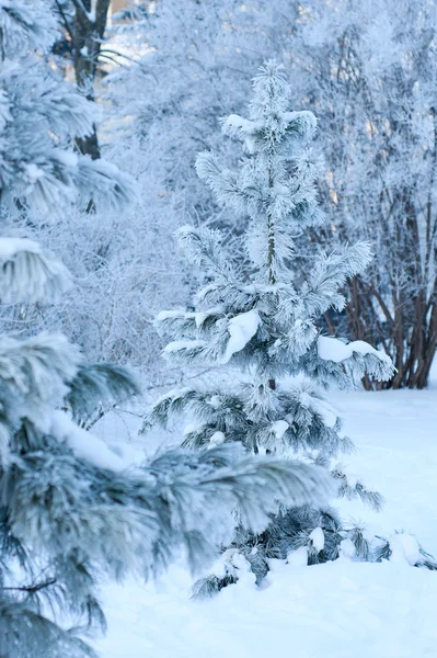 View of christmas trees through snow — Stock Photo, Image
