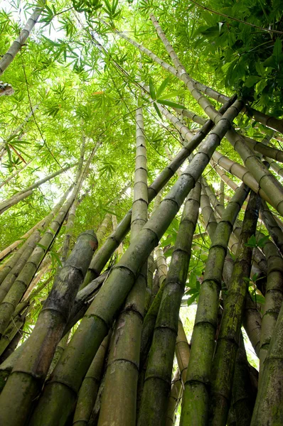 Foto de bosque tropical de bambú — Foto de Stock