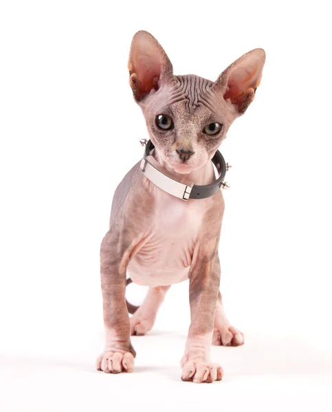 Sphynx cat — Stock Photo, Image