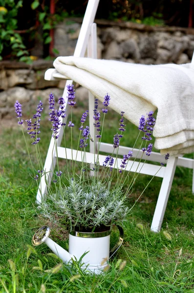 Lavender — Stock Photo, Image