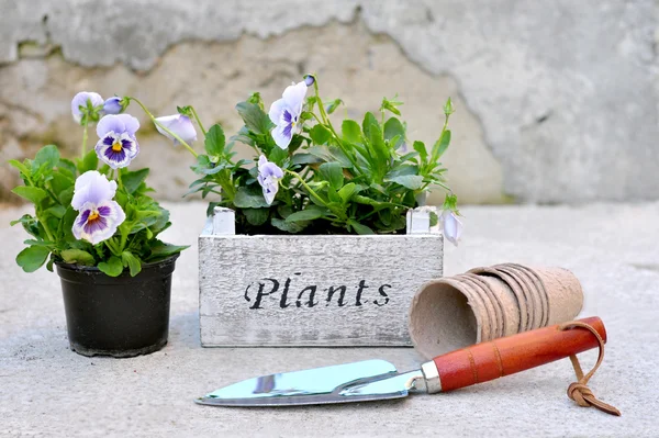 蓝色紫罗兰中的木质花盆和园艺工具 — 图库照片