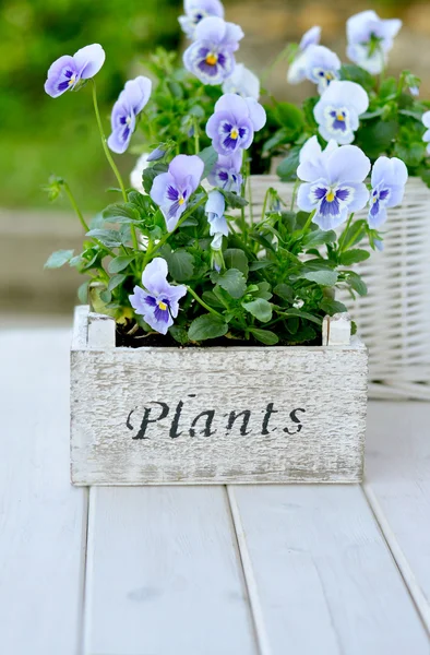 Blue pansies in the wooden pots and gardening tools — Stock Photo, Image