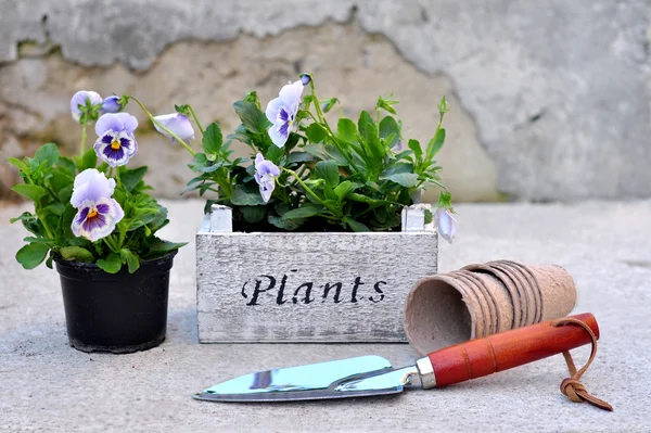 Planting pansies — Stock Photo, Image