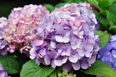 yağmurdan sonra ortanca çiçekleri