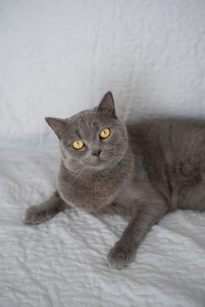 Adorable Británico Taquigrafía Gato Acostado Gris Sofá Buscando Divertido —  Fotos de Stock