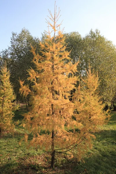 Köknar ağacı