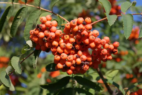 Ashberry op droge zonnige dag — Stockfoto