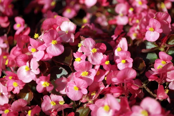 Flores rojas — Foto de Stock