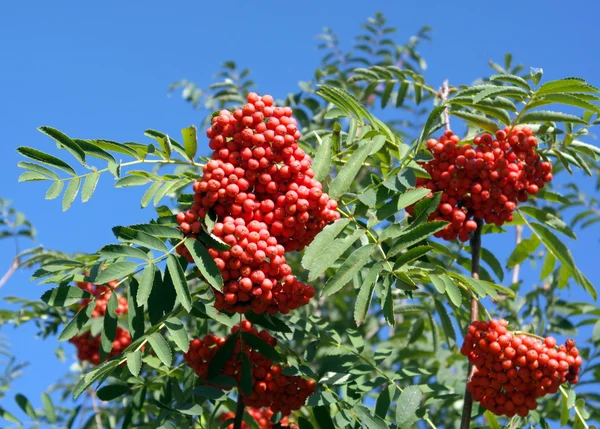 Ashberry at dry sunny day — Stock Photo, Image