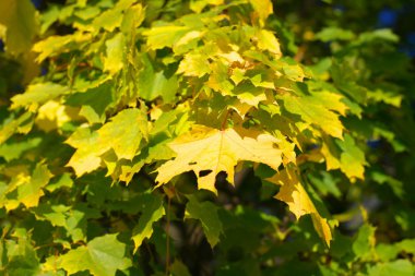 Ağaçtaki sarı akçaağaç yaprakları