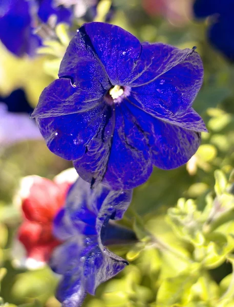 Blue flower Campanula ad dry sunny day — Stock Photo, Image