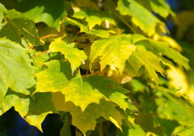 Ağaçtaki sarı akçaağaç yaprakları
