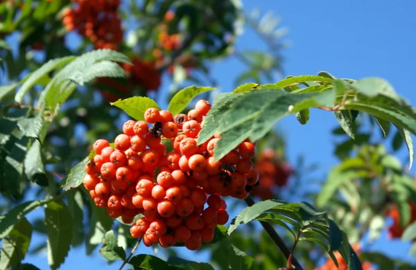 Ashberry at dry sunny day — Stock Photo, Image