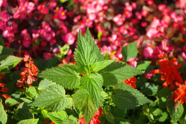 Nässlor på röda små blommor — Stockfoto