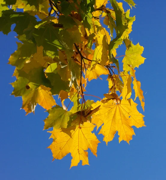 Yellow maple leafs on tree — Stock Photo, Image