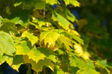 Ağaçtaki sarı akçaağaç yaprakları