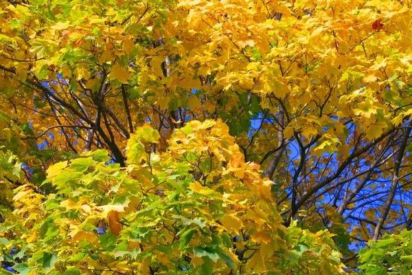 Yellow maple leafs on tree — Stock Photo, Image