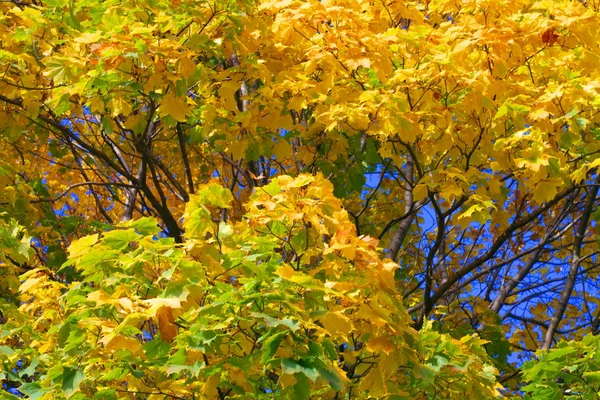 Gelbe Ahornblätter am Baum — Stockfoto