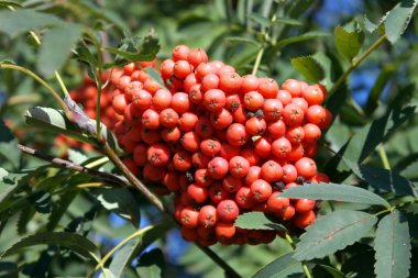 Kuru ve güneşli bir günde Ashberry