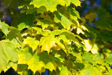 Ağaçtaki sarı akçaağaç yaprakları