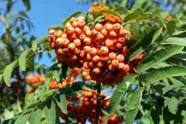 Kuru ve güneşli bir günde Ashberry