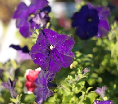 Mavi çiçek campanula reklam kuru güneşli gün