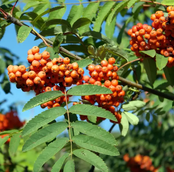 Ashberry at dry sunny day — Stock Photo, Image