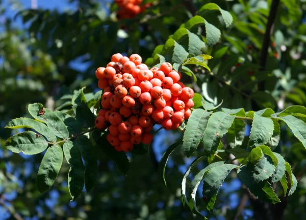 Ashberry à la journée sèche ensoleillée — Photo