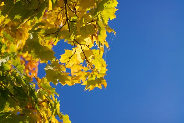 Żółte liście klonu na drzewie — Zdjęcie stockowe