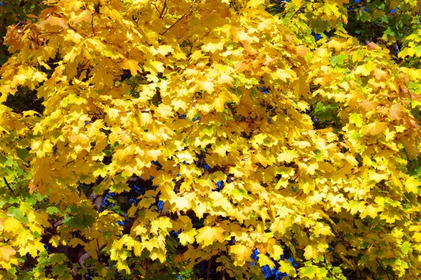 Gelbe Ahornblätter am Baum — Stockfoto