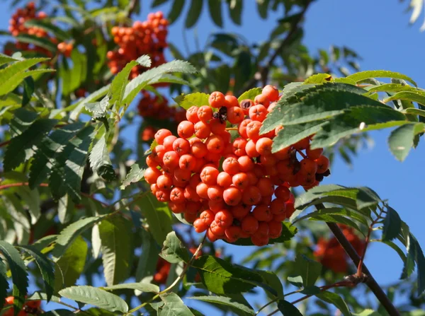 Ashberry at dry sunny day — Stock Photo, Image