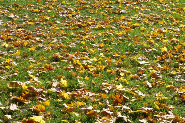 Gele esdoorn bladeren op aarde — Stockfoto
