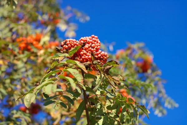 Ashberry a giorno soleggiato secco — Foto Stock