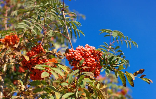 Ashberry at dry sunny day — Stock Photo, Image