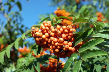 Kuru ve güneşli bir günde Ashberry