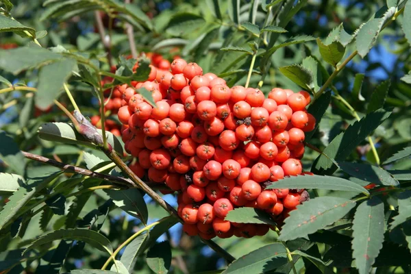 Ashberry op droge zonnige dag — Stockfoto