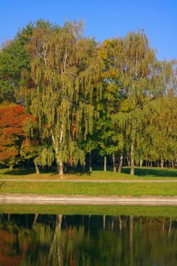 Şehir parkı altın yağmuru