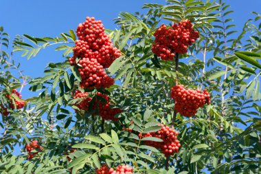 Kuru ve güneşli bir günde Ashberry