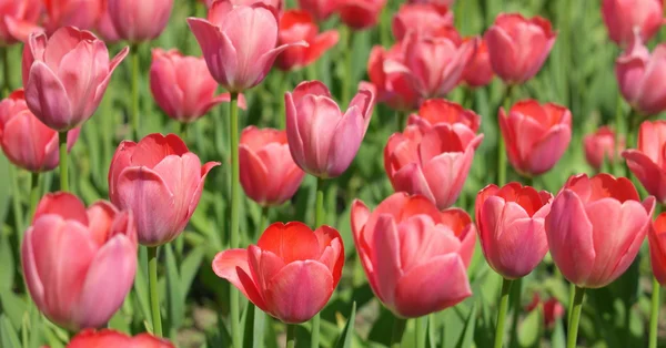 Tulipe rouge au printemps — Photo