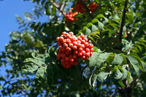 Arándano en día soleado seco —  Fotos de Stock