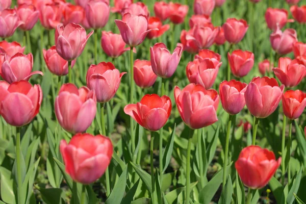 Красный тюльпан весной — стоковое фото