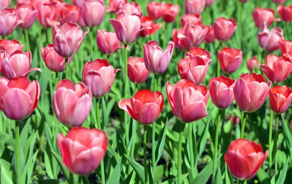 Tulipe rouge au printemps — Photo