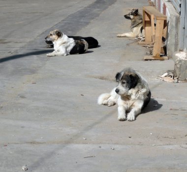 sokak köpekleri